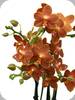 Phal. Belladoro Parfum